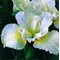 Ирис сибирский 'Уайт Сверл' / Iris sibirica 'White  Swirl'